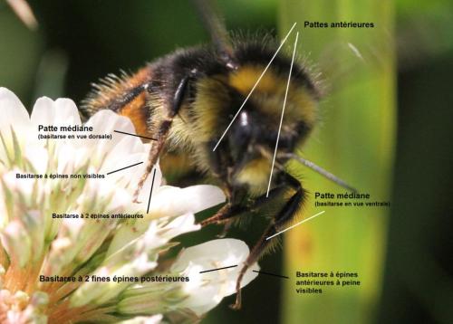 Réf. 297 671 : Bombus lapidarius